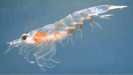 Réchauffement climatique, disparition du krill en antarctique et ses conséquences | EntomoNews | Scoop.it