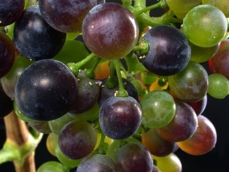 INRA - ACV pour évaluer essai système viticulture | Le Cognac et son vignoble | Scoop.it