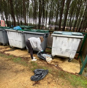 Landes&nbsp;: un b&eacute;lier ligot&eacute; d&eacute;couvert presque mort dans un sac-poubelle, les gendarmes enqu&ecirc;tent | Landes - Conseils municipaux & communautaires | Scoop.it