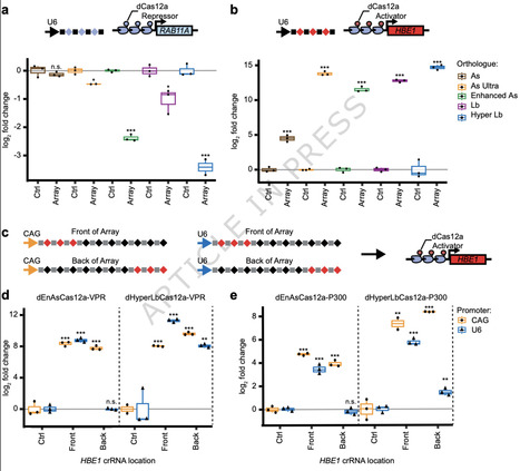 dHyperCas12a enables multiplexed CRISPRi screens | Ncm | RMH | Scoop.it