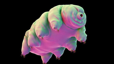 Résistance spatiale du Tardigrade : des scientifiques les ont placés dans un pistolet et les ont propulsés contre des cibles | EntomoNews | Scoop.it