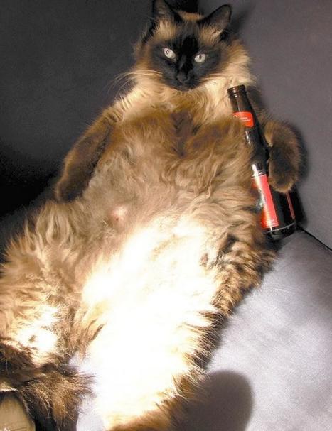 Lolcats : Les gros chats contre-attaquent | Lolcats | Scoop.it