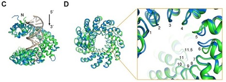 Structural Basis for Sequence-Specific Recognition of DNA by TAL Effectors | TAL effector science | Scoop.it