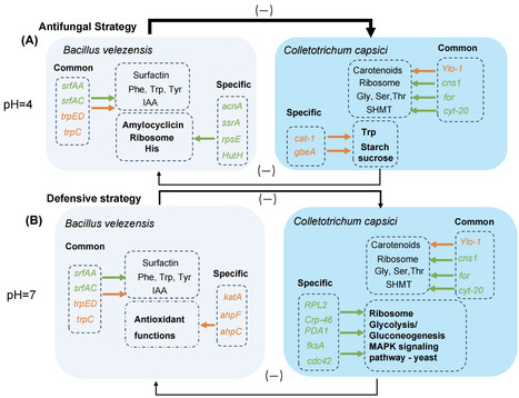 Acid-resistant Bacillus velezensis effectively controls pathogenic Colletotrichum capsici and improves plant health through metabolic interactions | aem | RMH | Scoop.it