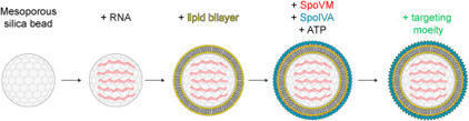 Targeted delivery of RNA using synthetic bacterial spores | RMH | Scoop.it