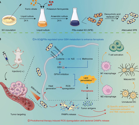 Living bacterial reactor potently activates tumor immunogenic ferroptosis via cysteine depletion and photothermal therapy | mtb | RMH | Scoop.it