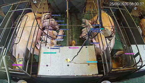 Brazilian startup uses AI to protect piglets - Food & Agribusiness | SCIENCES DE L' ANIMAL | Scoop.it