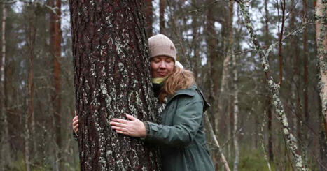 Kittiläläis­yritys myy turisteille metsän hiljaisuutta – nyt naapuriin suunnitellaan ajorataa | Kotimaa | Yle | 1Uutiset - Lukemisen tähden | Scoop.it