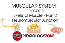 Musculoskeletal • AnatomyZone | Musculoskeletal System | Scoop.it