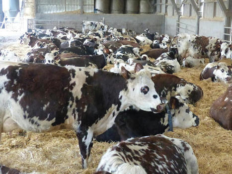 Les 5 chiffres de la décapitalisation bovine | Actualité Bétail | Scoop.it