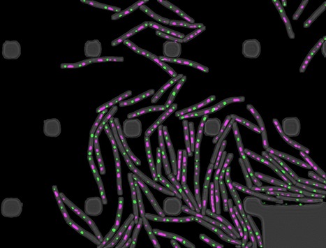 Temporal compartmentalization of viral infection in bacterial cells | I2BC Paris-Saclay | Scoop.it