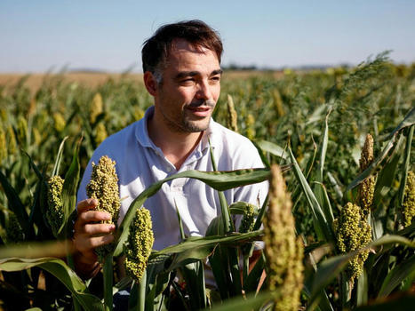 Un producteur français de sorgho brave la sécheresse grâce à l'agriculture durable - Challenges | Agriculture et Alimentation Durable Méditerranéenne | Scoop.it