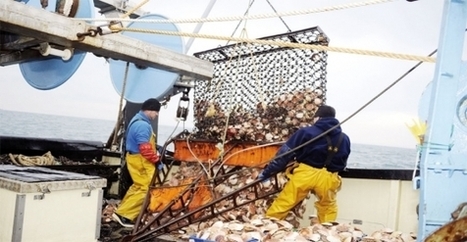 Accord de p&ecirc;che : Maroc-UE&nbsp;: les contours d&rsquo;un nouvel accord de p&ecirc;che | CIHEAM Press Review | Scoop.it