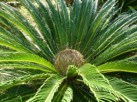 La veille sur l'horticulture ornementale des étudiants d'Agrocampus Ouest : AGROCAMPUS_HORVAL | HORTICULTURE | Scoop.it