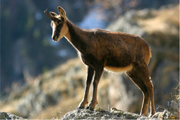 Comptage des isards sur le territoire du Parc national des Pyr&eacute;n&eacute;es : une baisse sensible des effectifs en 2013 sur le secteur Aure | Vall&eacute;es d'Aure & Louron - Pyr&eacute;n&eacute;es | Scoop.it