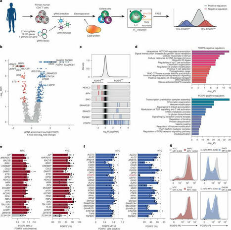 #immunology #tregs #autoimmunity #celltherapy #autoimmunedisease | Nicola Ferrari | Immunology | Scoop.it