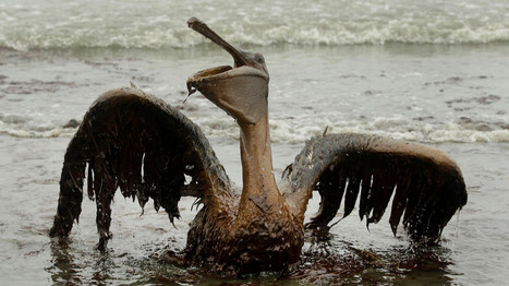 Nine Years Later, the BP Oil Spill&rsquo;s Environmental Mess Isn&rsquo;t Gone &ndash; 19.04.2019 | Pollution accidentelle des eaux (+ d&eacute;chets plastiques) | Scoop.it