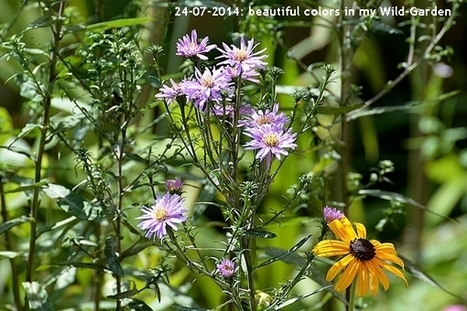 Gardening: The Wild-Garden | Names Of The Flowers | Aster | Hobby, LifeStyle and much more... (multilingual: EN, FR, DE) | Scoop.it