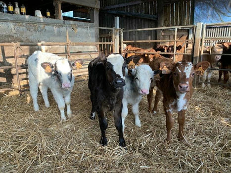 Des essais de production de jeunes bœufs et génisses croisés lait et viande | Actualités de l'élevage | Scoop.it