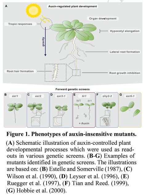 Protein degradation in the auxin response - Review | Plant hormones (Literature sources on phytohormones and plant signalling) | Scoop.it