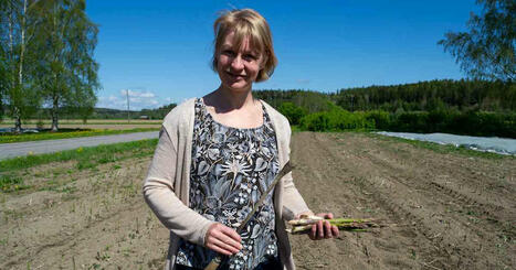 Sparrisen har blivit mer populär – odlaren Annika Wickström slår ett slag för enkelheten i köket | Östnyland | 1Uutiset - Lukemisen tähden | Scoop.it