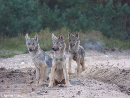 Le loup est aux portes de Berlin | Biodiversité | Scoop.it