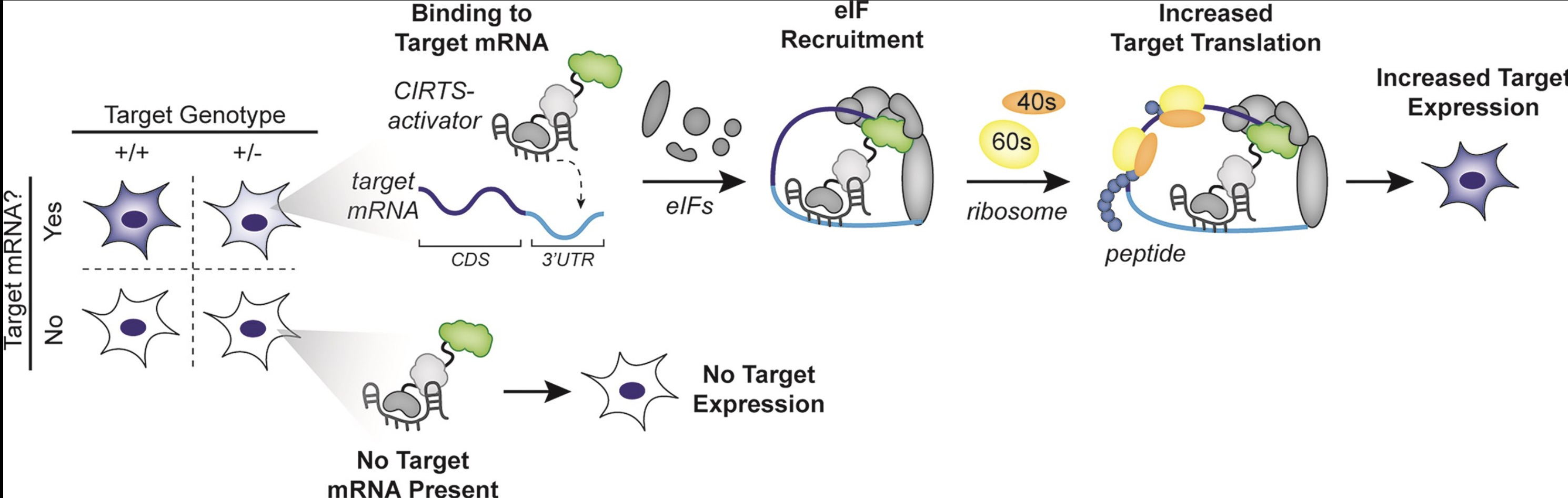 Engineering a human-based translational activat...