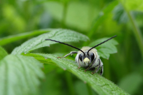 Les abeilles domestiques sont-elles b&eacute;n&eacute;fiques pour la biodiversit&eacute; ? | EntomoNews | Scoop.it