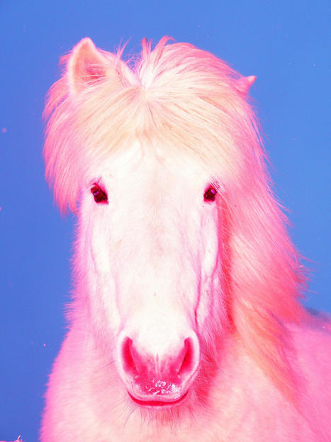 Sasha Elage doesn’t edit his technicolour portraits of horses, he “paints with light” | What's new in Visual Communication? | Scoop.it