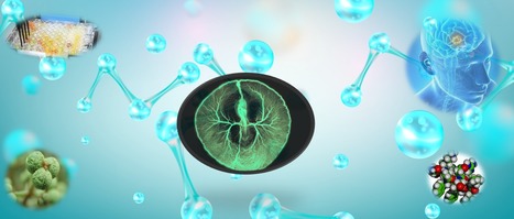 FOCUS PLATEFORME : Le savoir-faire de la plateforme de criblage de composés bioactifs (ICSN / CIBI) engagé dans le développement de nouveaux candidats médicaments pour le traitement du glioblastome ! | Life Sciences Université Paris-Saclay | Scoop.it