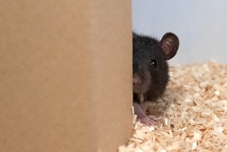 Horoscope chinois : l'année 2020 sera l'année du "rat de métal" | KILUVU | Scoop.it