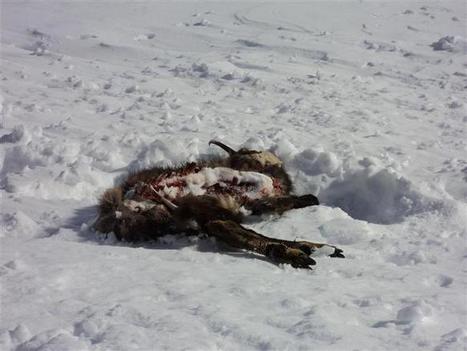 Val-D'Isère | Un chamois mort, mais pas de traces de loup | Pastoralisme Ours Loups Lynx | Scoop.it
