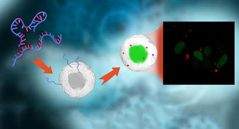 Fluorescent mRNA to Track, Optimize Delivery | In-Vitro Diagnostic | Scoop.it
