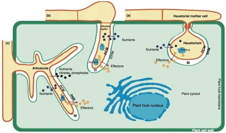 Current Opinion Plant Biol: Challenges and progress towards understanding the role of effectors in plant–fungal interactions (2012) | Plants and Microbes | Scoop.it