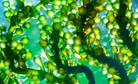 ÉCONOMIE BLEUE : Le marché des algues : des usages actuels aux applications émergentes | CIHEAM Press Review | Scoop.it