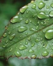 Gardening in May: Is it plant or beast? | Gardening Life | Scoop.it