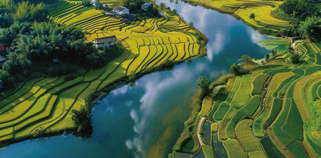 ENVIRONMENT: Rice feeds billions of people &ndash; but its role in fueling climate change is growing | DURABILITES | Scoop.it