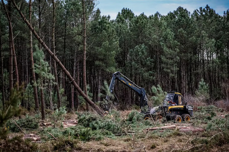 La for&ecirc;t fran&ccedil;aise s&rsquo;&eacute;tend, mais souffre de plus en plus des effets du r&eacute;chauffement climatique | Revue de presse du Centre de doc | Scoop.it