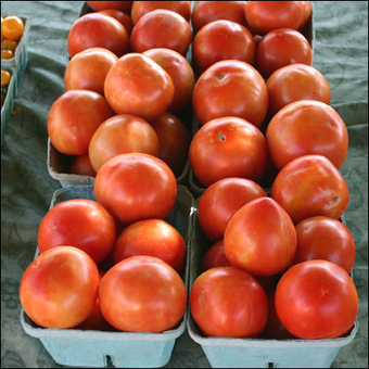 8 Reasons Never to Buy Another Winter Tomato | YOUR FOOD, YOUR ENVIRONMENT, YOUR HEALTH: #Biotech #GMOs #Pesticides #Chemicals #FactoryFarms #CAFOs #BigFood | Scoop.it