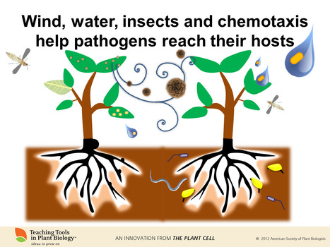Teaser - coming soon, Plants and Pathogens | Plants and Microbes | Scoop.it