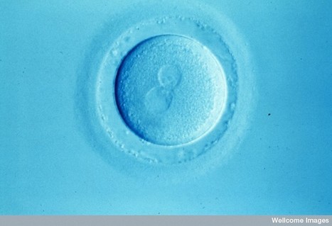 Human Eggs Grown in the Lab Could Produce Unlimited Supply of Humans | Science News | Scoop.it
