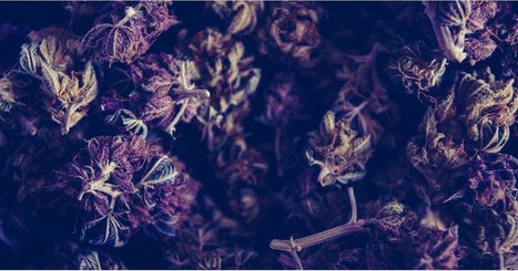 What Is CBN? | 大麻 - Marijuana, Japanese Sacred Herb | Scoop.it