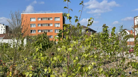 &Agrave; Lille, les micro-for&ecirc;ts ont plut&ocirc;t bien r&eacute;sist&eacute; &agrave; la s&eacute;cheresse de leur premier &eacute;t&eacute; | Nature en ville | Scoop.it