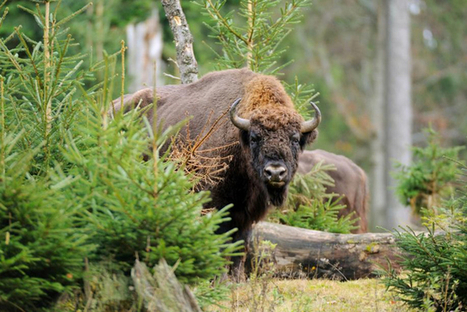 Le bison sauvage bientôt de retour en Suisse? | Planète, Nature et Biodiversité | Scoop.it