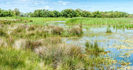 Neutralit&eacute; carbone&nbsp;: un programme de recherche s'int&eacute;resse &agrave; la contribution des &eacute;cosyst&egrave;mes | ECOLOGIE - ENVIRONNEMENT | Scoop.it