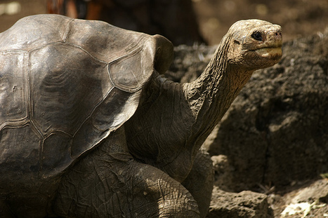 Tourism and conservation in the Galapagos Islands - Sounds and ... | Galapagos | Scoop.it
