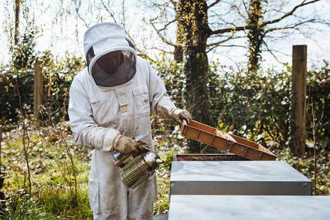 Abeilles : luttes ouvrières | Variétés entomologiques | Scoop.it