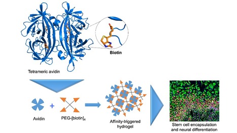 Affinity-based Physical Hydrogels for Stem Cell Encapsulation and Differentiation | iBB | Scoop.it