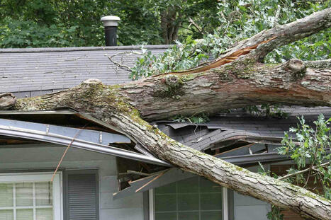 Does Your Homeowner's Insurance Cover Your Neighbor’s Tree? | Best  Healthy Living Scoops | Scoop.it