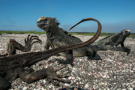 A Warming Planet Jolts the Iconic Creatures of the Galápagos | Coastal Restoration | Scoop.it